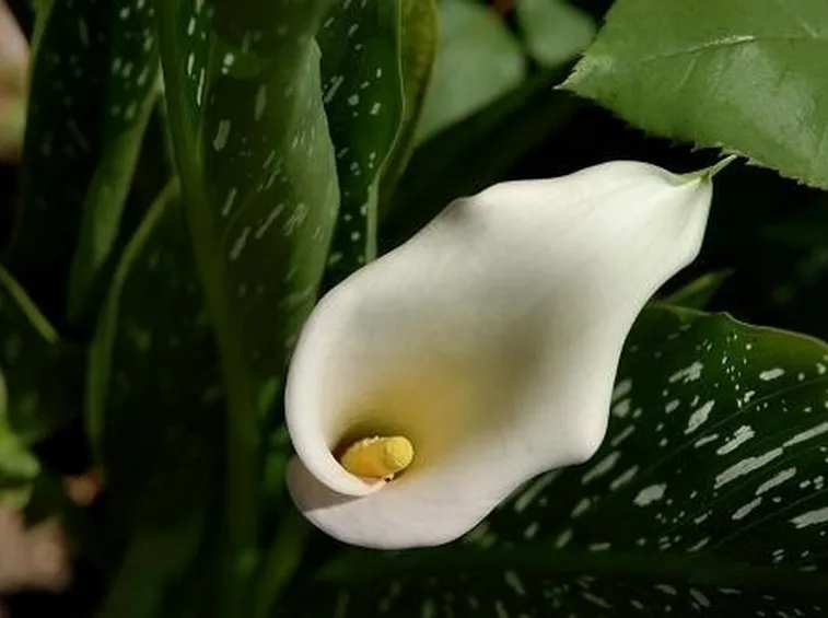 Risposta: Calla