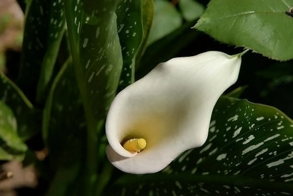 Risposta: Calla