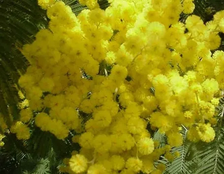 Risposta: come rinvasare la mimosa
