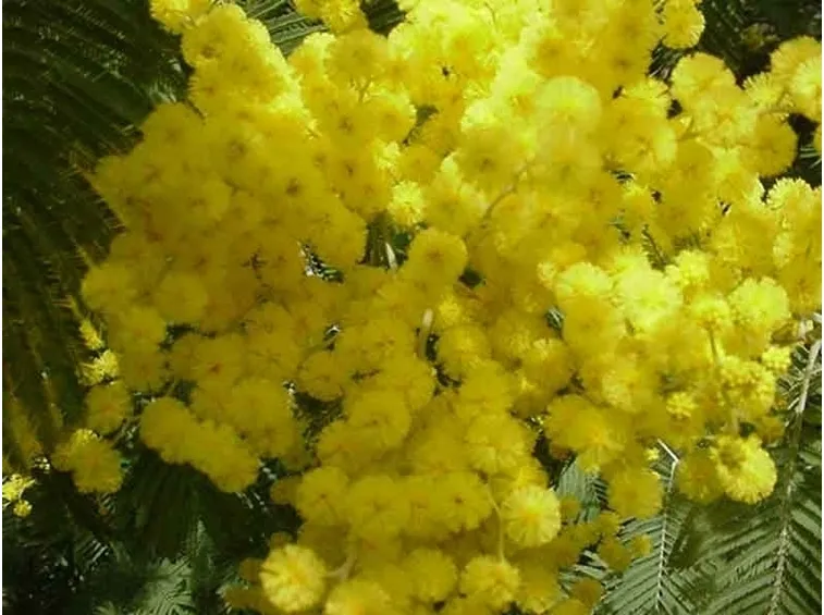 Risposta: come rinvasare la mimosa