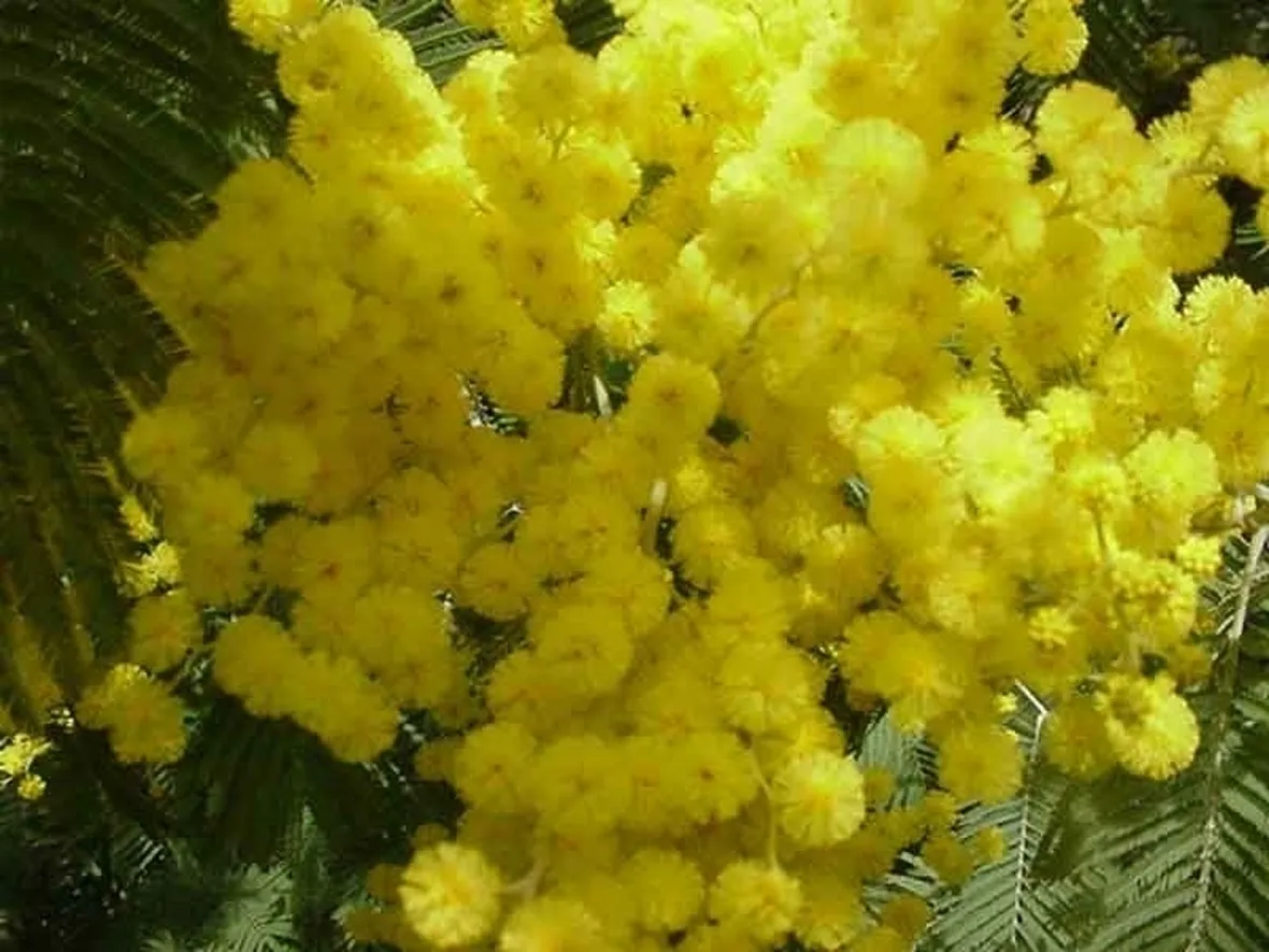 Risposta: come rinvasare la mimosa