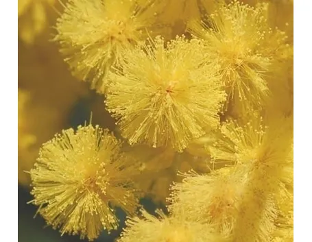 Risposta : Fiori della Mimosa