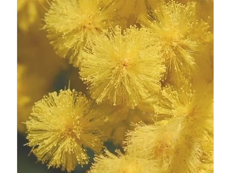 Risposta : Fiori della Mimosa