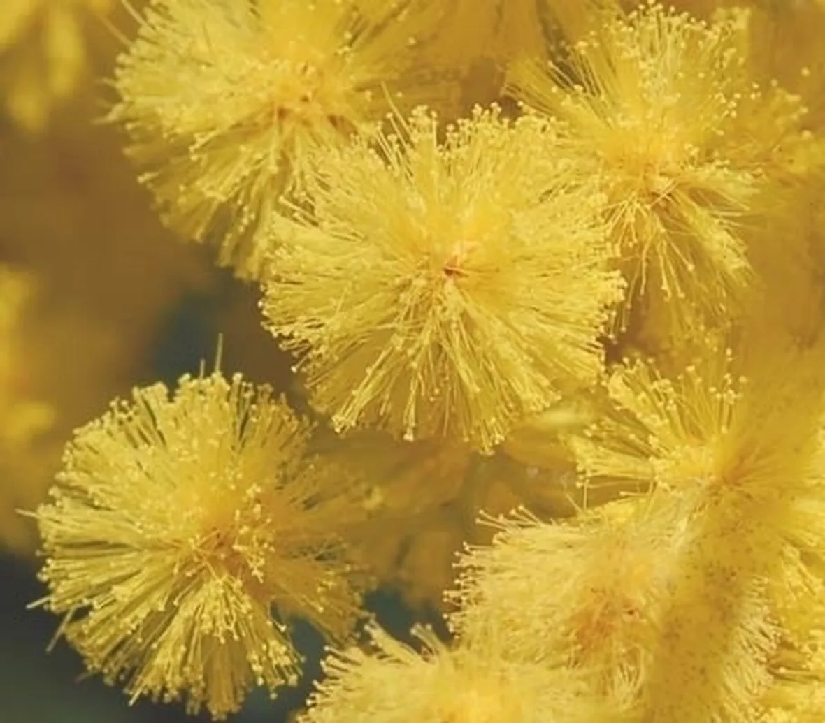 Risposta : Fiori della Mimosa