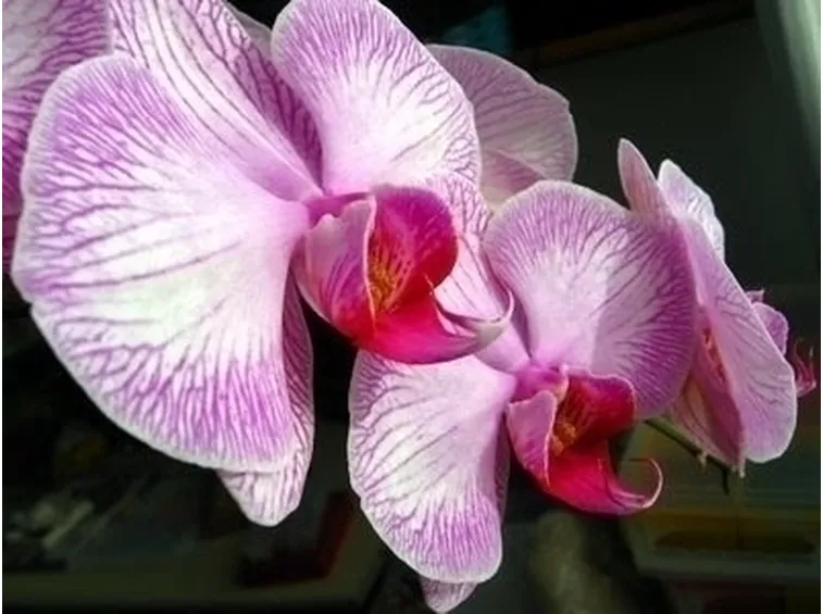 Risposta : L'Orchidea