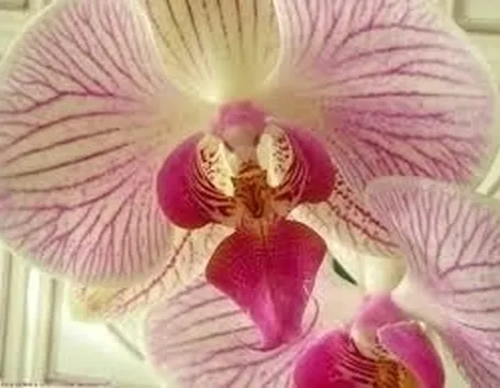 Risposta : L'Orchidea