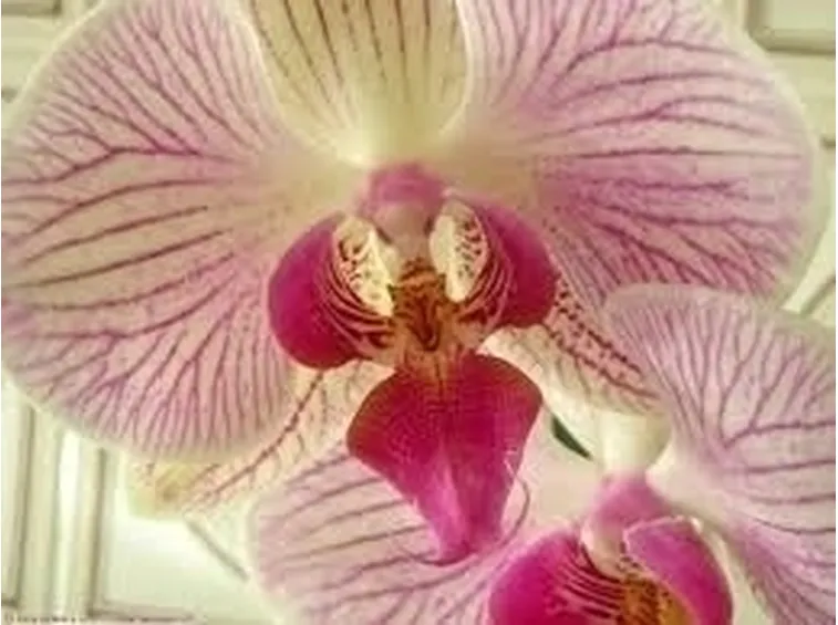 Risposta : L'Orchidea