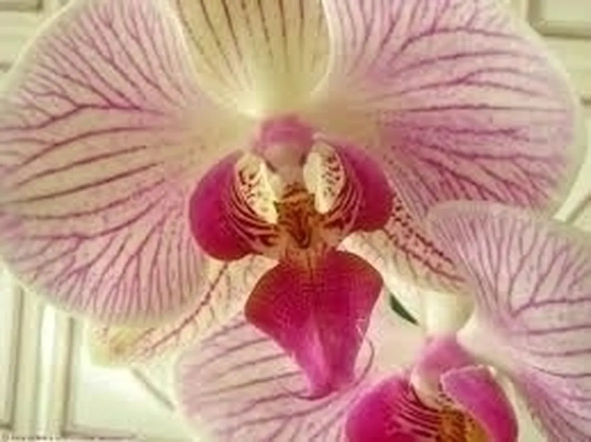 Risposta : L'Orchidea