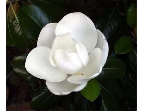 Risposta : magnolia e abete