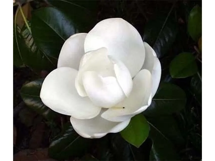 Risposta : magnolia e abete