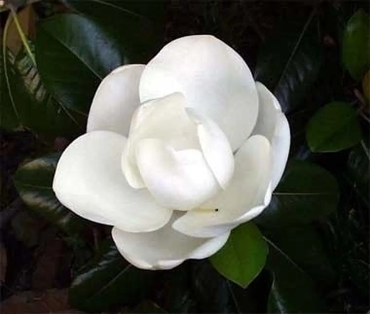 Risposta : magnolia e abete