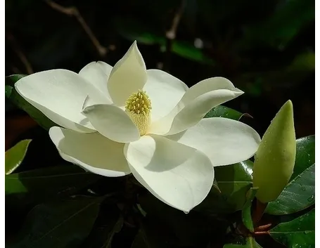 Risposta : magnolia stellata