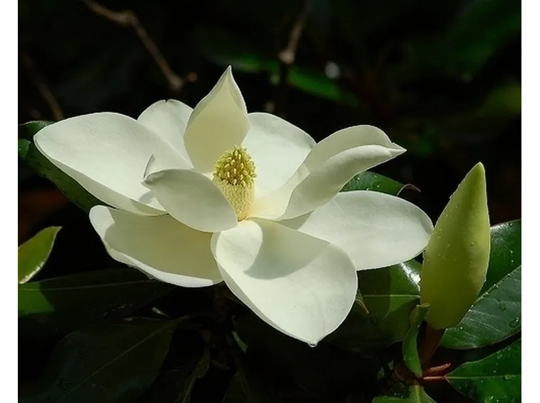 Risposta : magnolia stellata