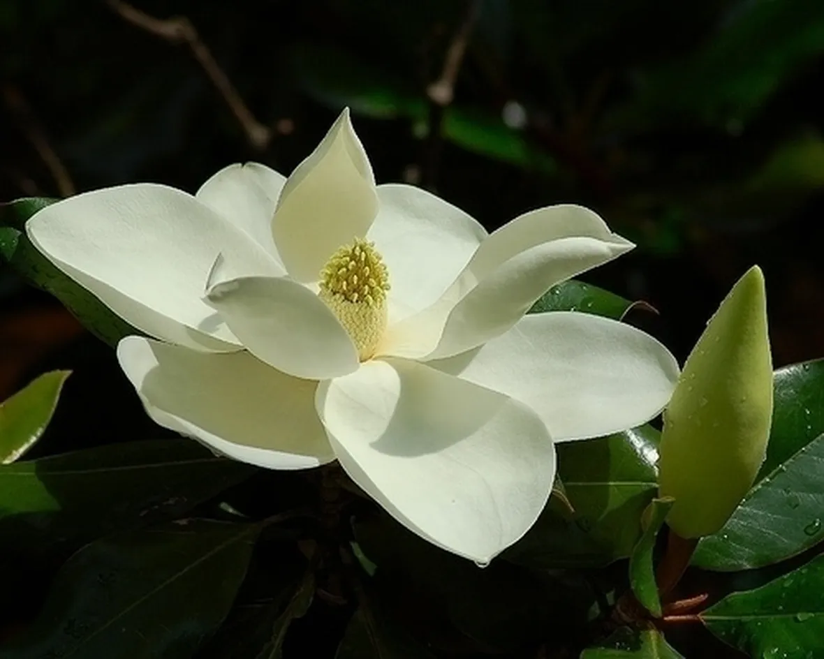 Risposta : magnolia stellata