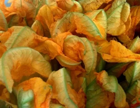 Risposta : Malattia della zucchina