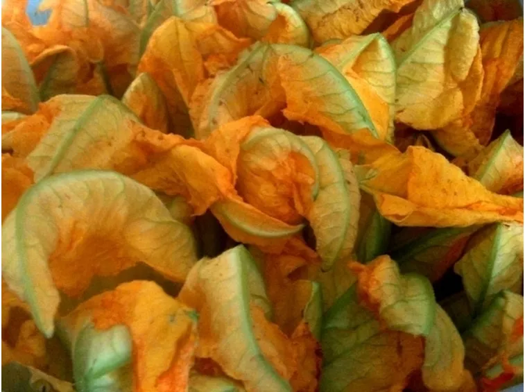 Risposta : Malattia della zucchina