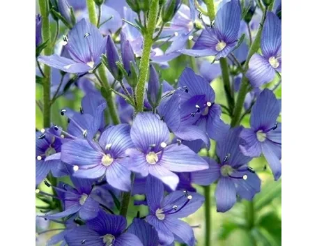 Risposta : orchidea cambria