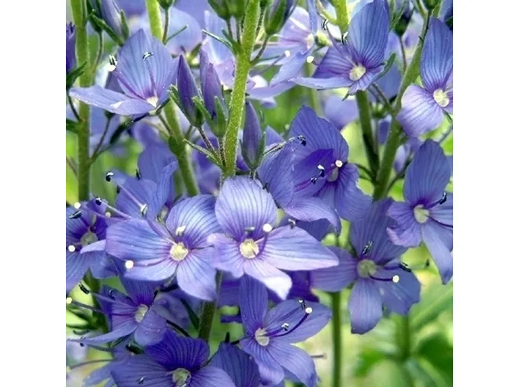 Risposta : orchidea cambria