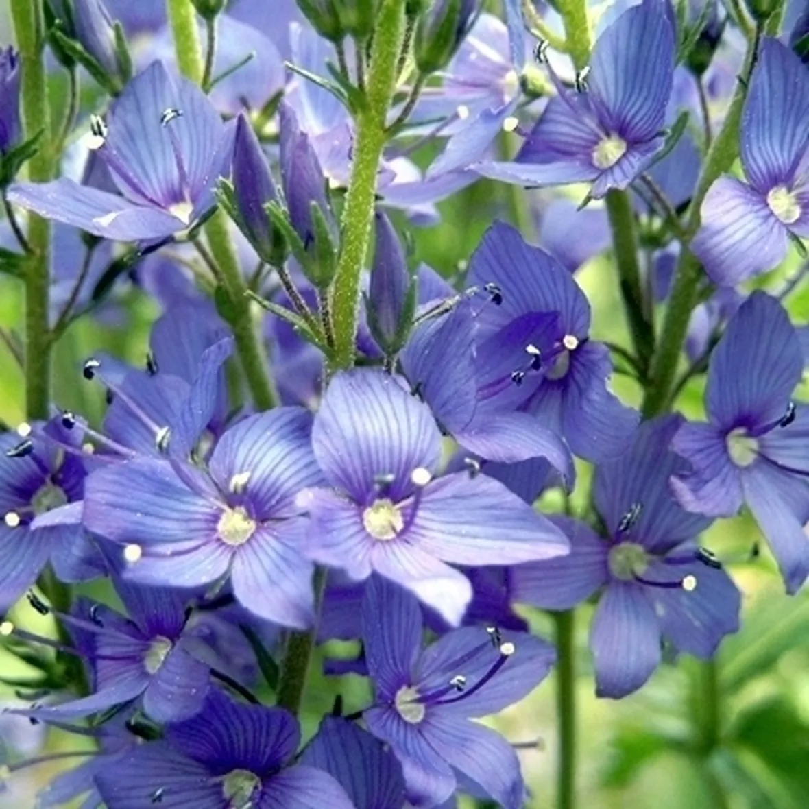 Risposta : orchidea cambria
