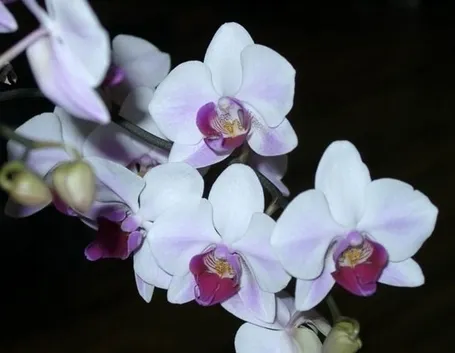 Risposta : orchidea