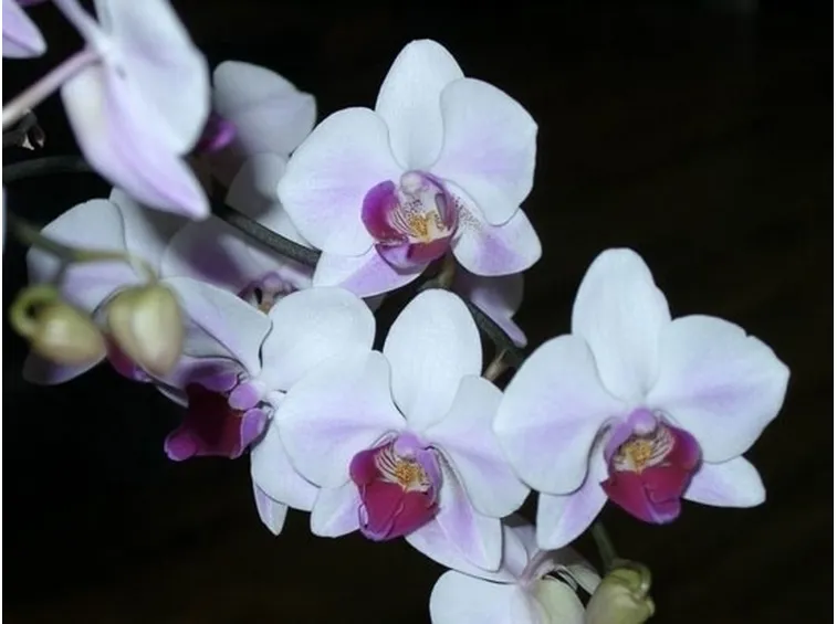 Risposta : orchidea