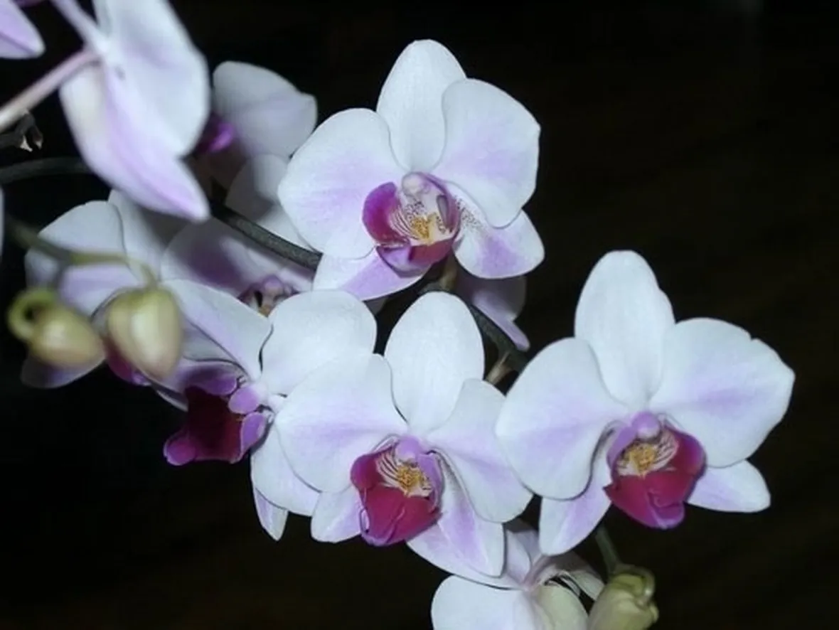 Risposta : orchidea