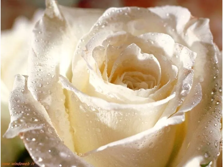 Risposta: Rose antiche