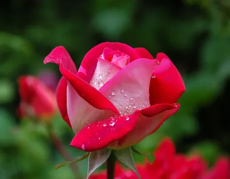 Risposte: Rose
