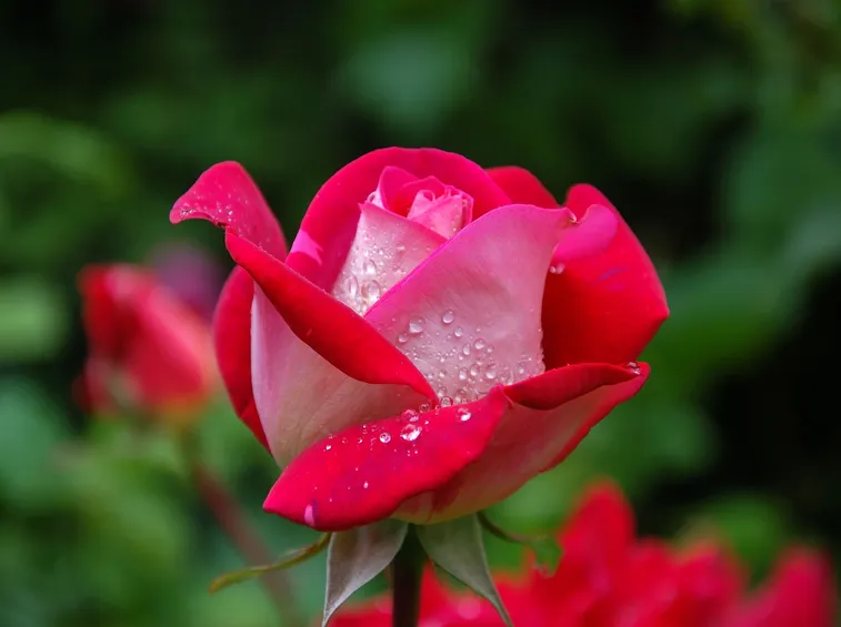 Risposte: Rose