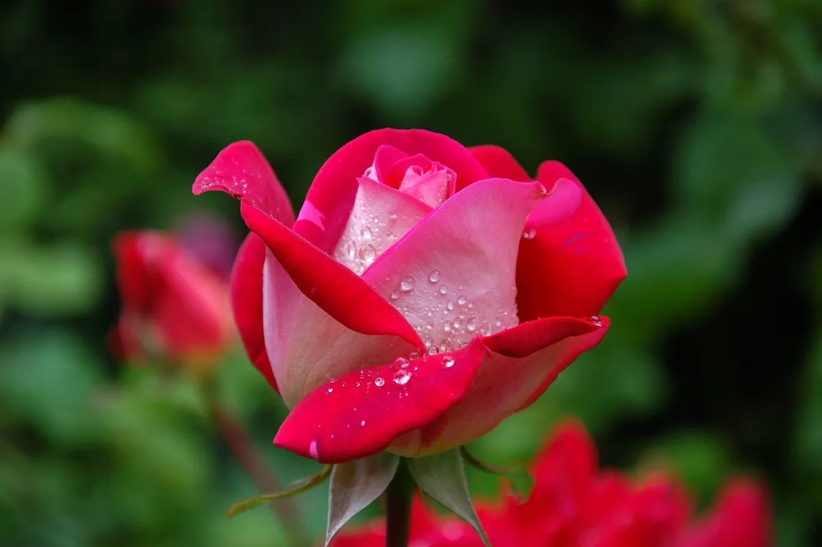 Risposte: Rose