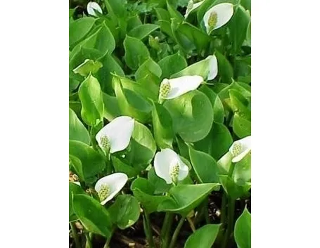 Terreno calla