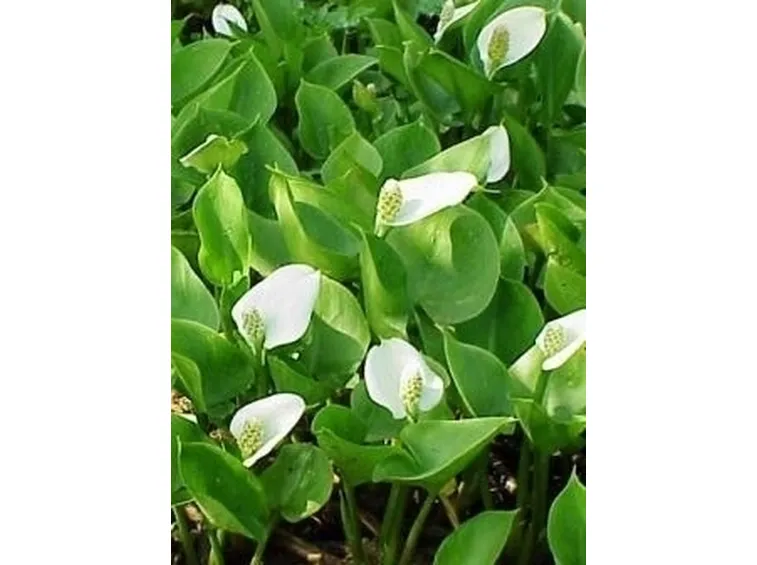 Terreno calla