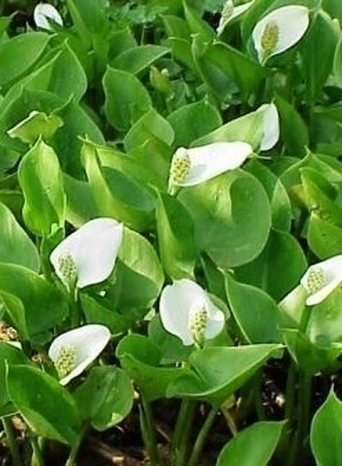 Terreno calla