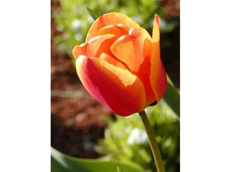 TIPI DI FIORI: CONCIMAZIONE IMPATIENS