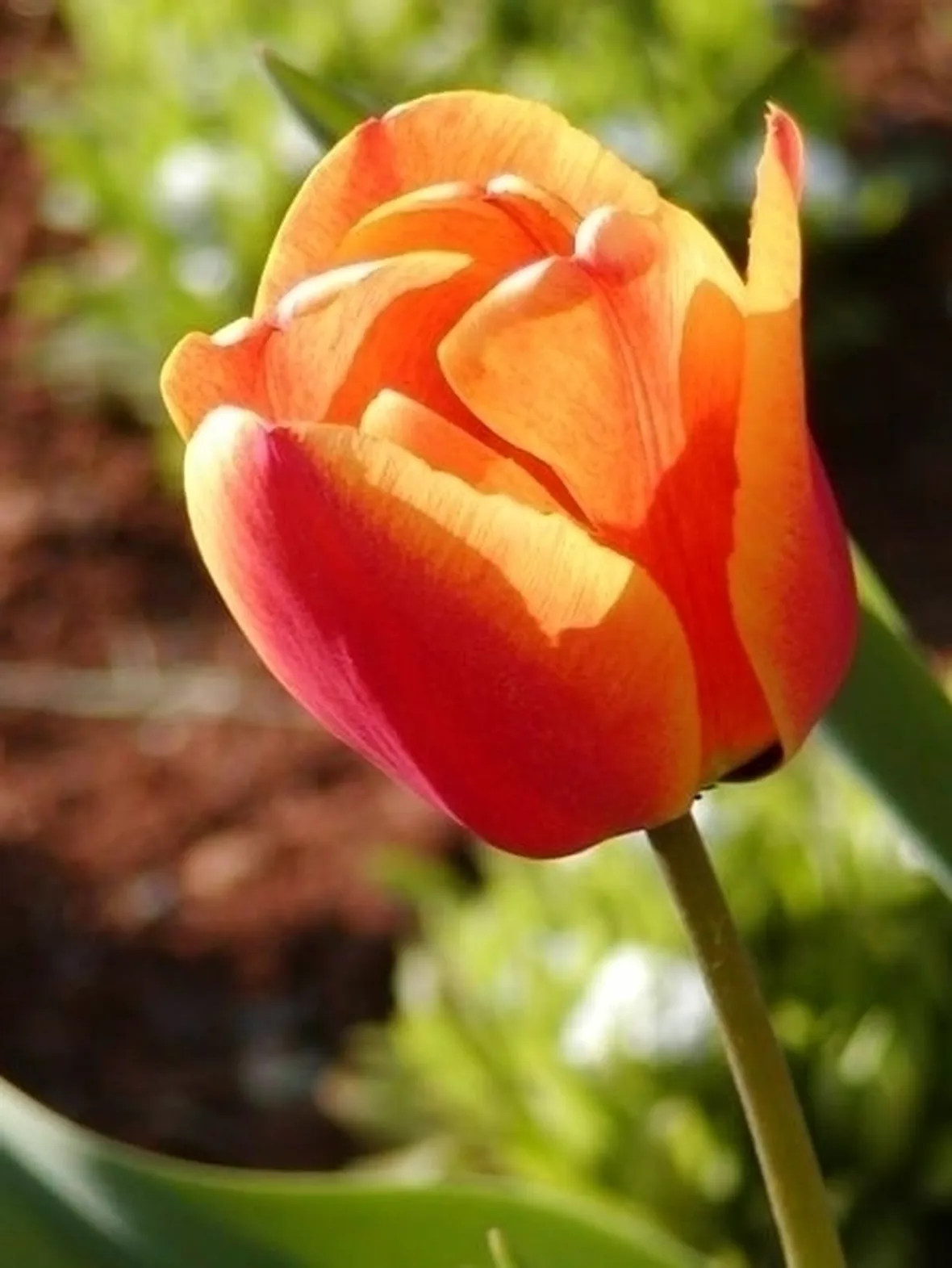 TIPI DI FIORI: CONCIMAZIONE IMPATIENS