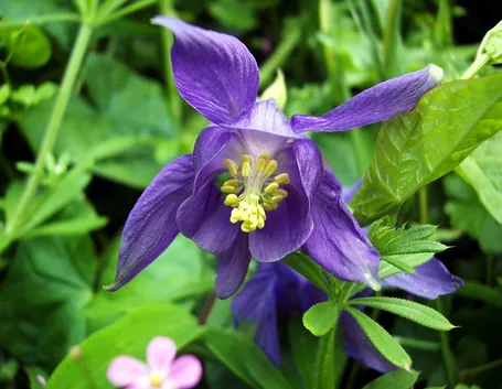 Tipi di fiori

