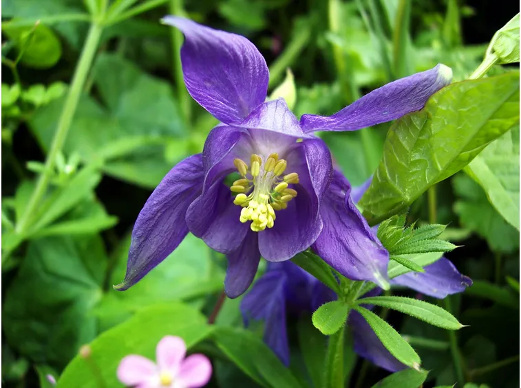 Tipi di fiori
