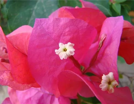 fiore bouganvillea