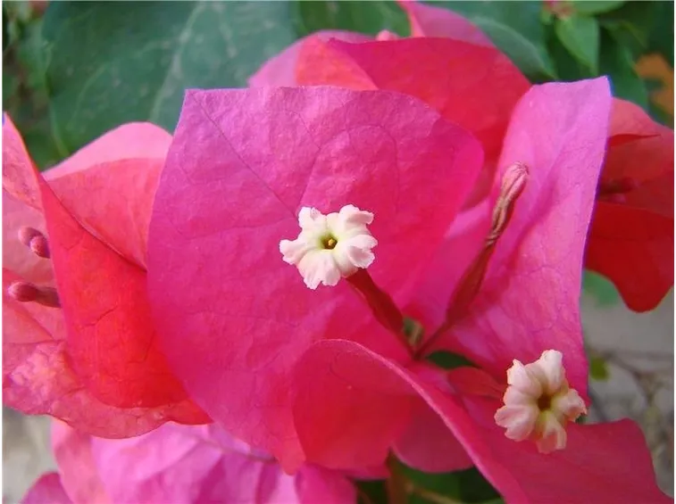 fiore bouganvillea