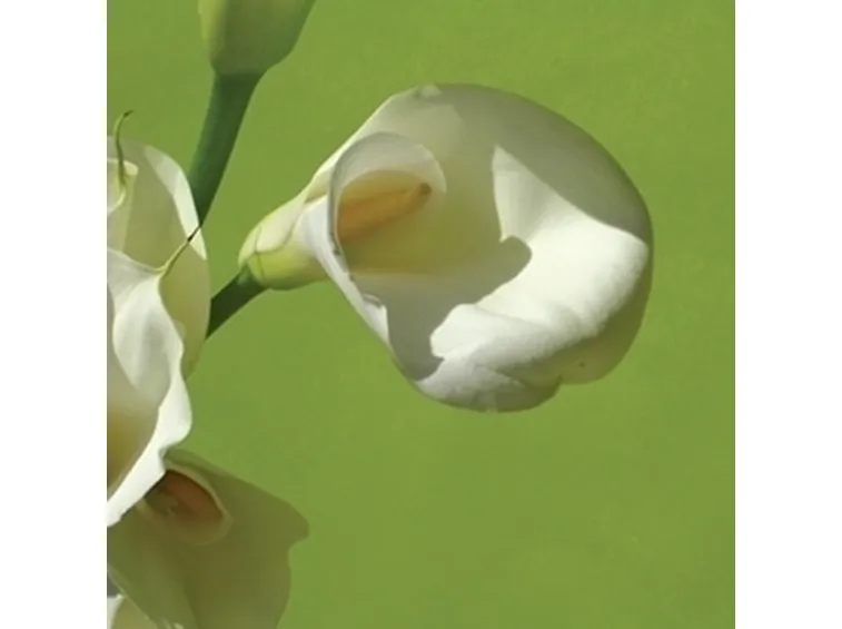 Una calla di crèpe