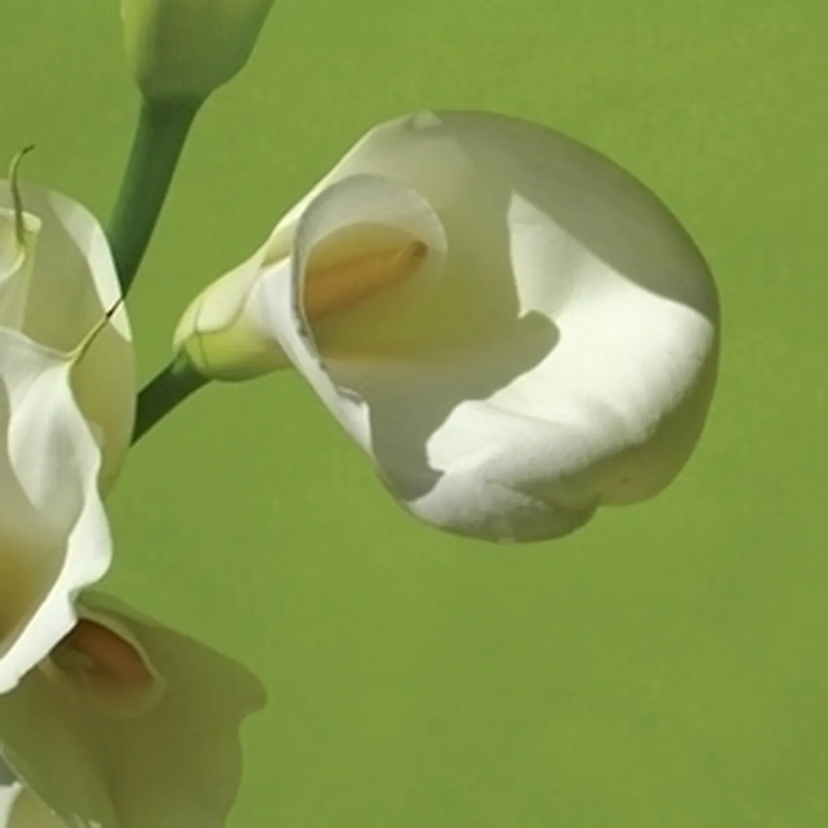 Una calla di crèpe