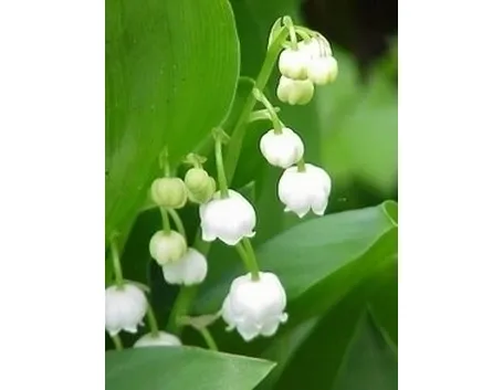 Varietà differenti di fiori di mughetto
