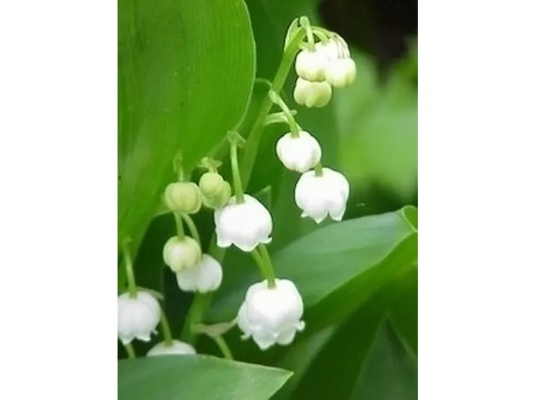 Varietà differenti di fiori di mughetto