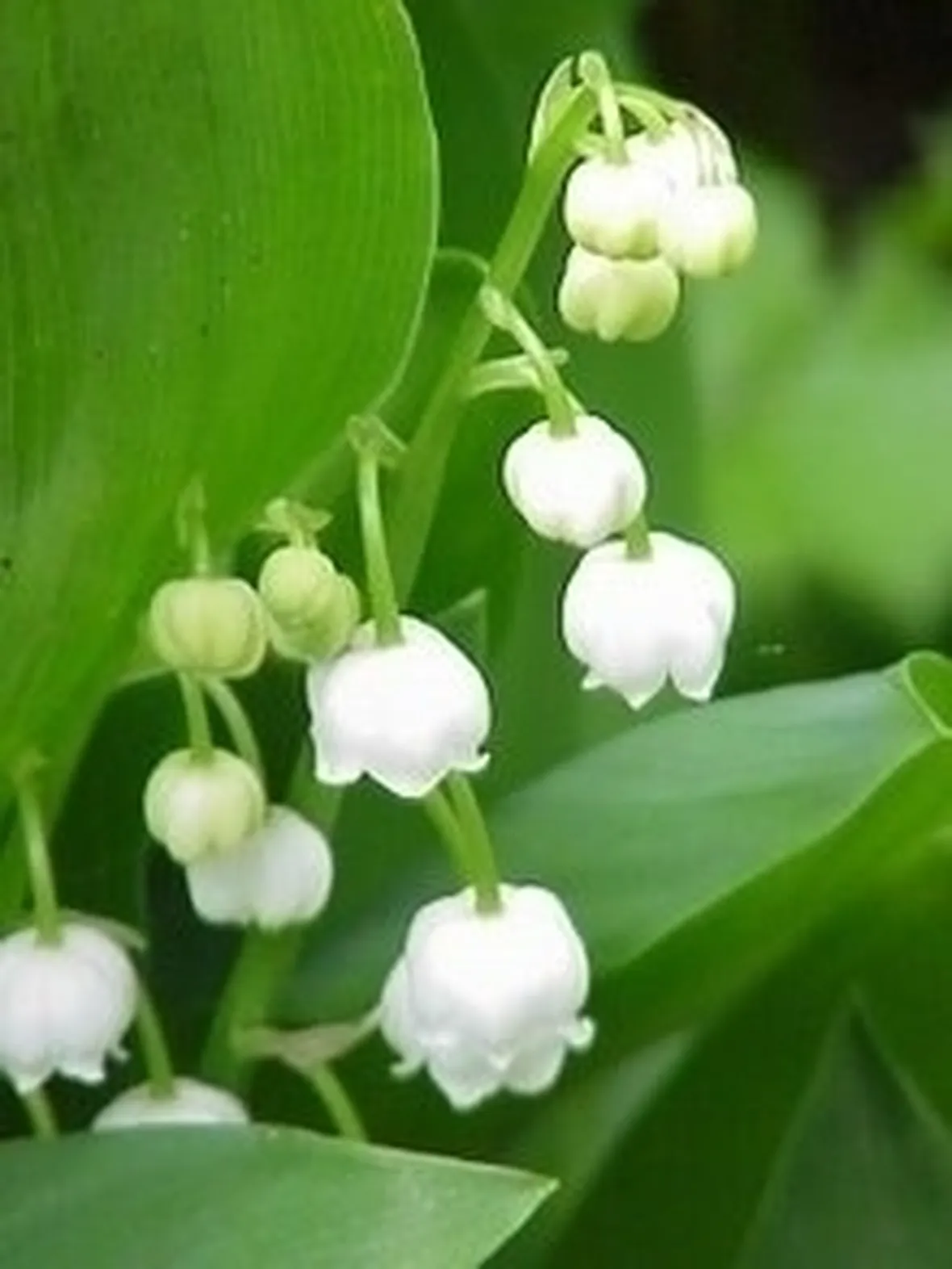 Varietà differenti di fiori di mughetto