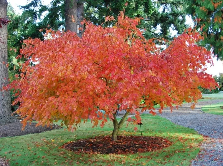 Acer palmatum