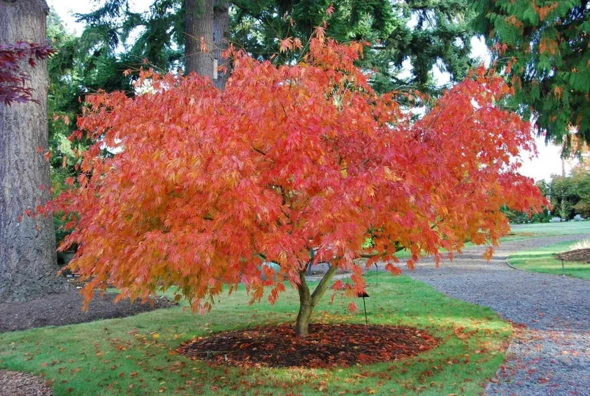 Acer palmatum
