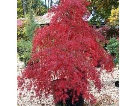 Acer pseudoplatanus (acero montano)