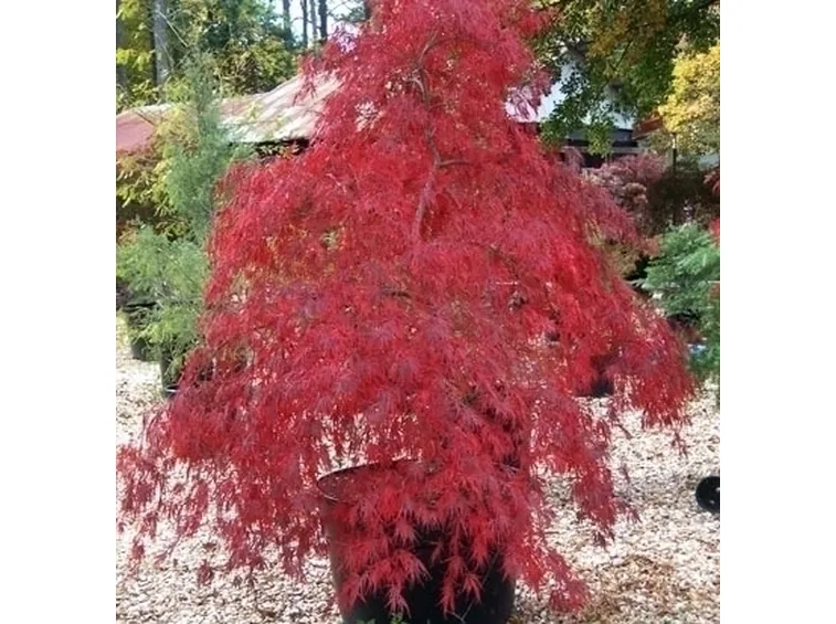 Acer pseudoplatanus (acero montano)