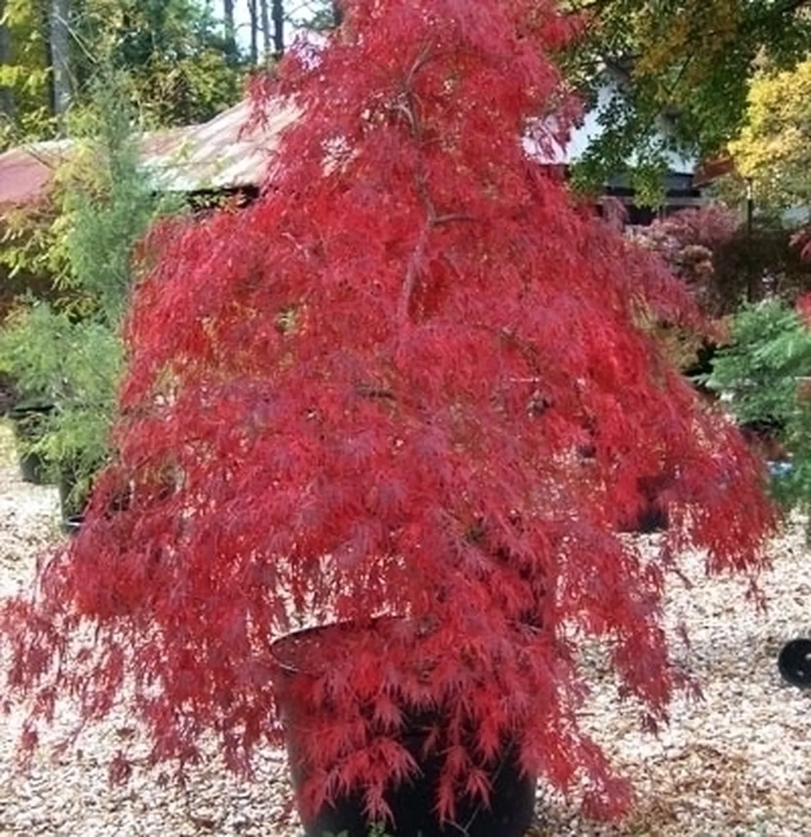 Acer pseudoplatanus (acero montano)