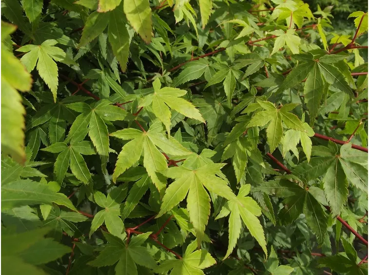 acero